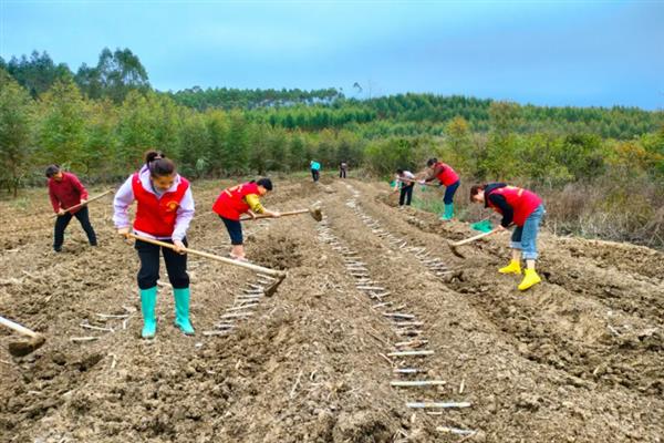 淫羊藿的种植技术，可采用根茎繁殖、种子繁殖等