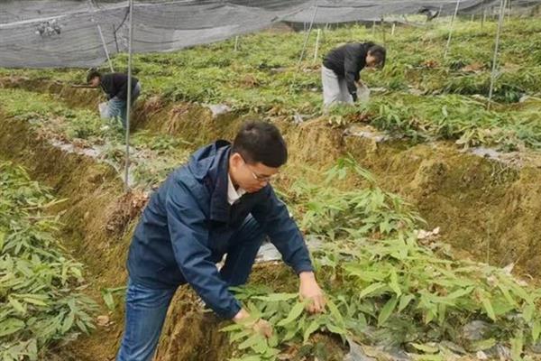 淫羊藿的种植技术，可采用根茎繁殖、种子繁殖等