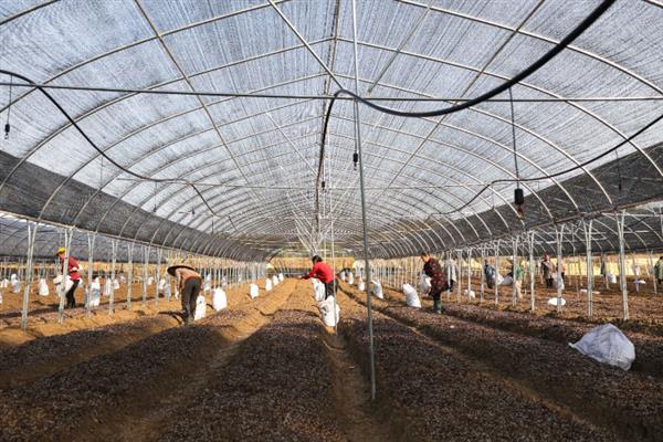 淫羊藿的种植技术，可采用根茎繁殖、种子繁殖等