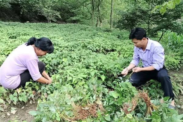 淫羊藿的种植技术，可采用根茎繁殖、种子繁殖等