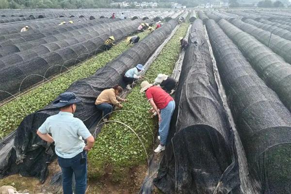 淫羊藿的种植技术，可采用根茎繁殖、种子繁殖等