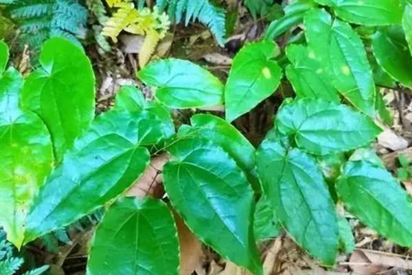 淫羊藿的种植技术，可采用根茎繁殖、种子繁殖等