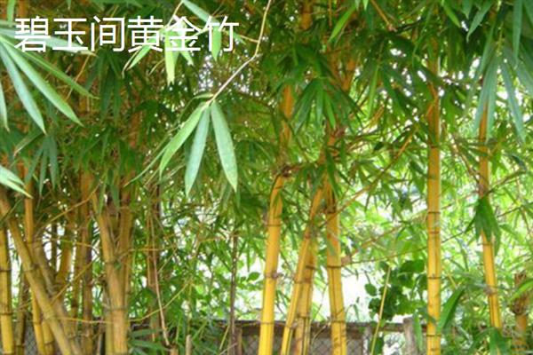 南方常见的竹子品种，有碧玉间黄金竹、凤尾竹等