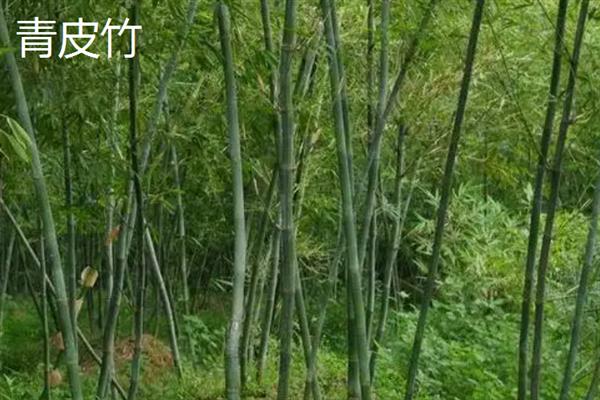 南方常见的竹子品种，有碧玉间黄金竹、凤尾竹等