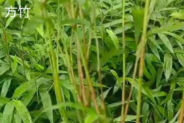 南方常见的竹子品种，有碧玉间黄金竹、凤尾竹等