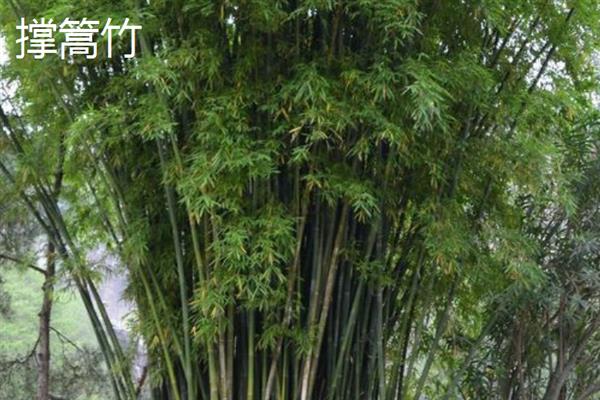 南方常见的竹子品种，有碧玉间黄金竹、凤尾竹等