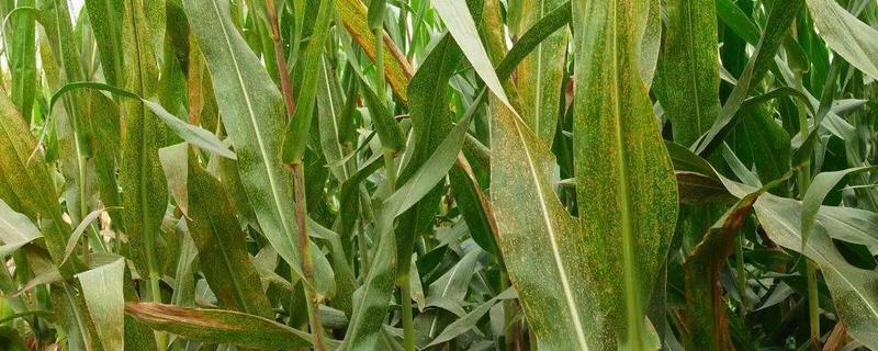 玉米叶斑病的防治方法，拔节至抽雄期可适当追施化肥