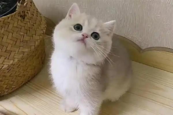 猫咪缺钙有何危害，骨骼、发育等方面均会受到影响