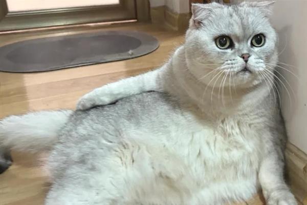 猫咪缺钙有何危害，骨骼、发育等方面均会受到影响