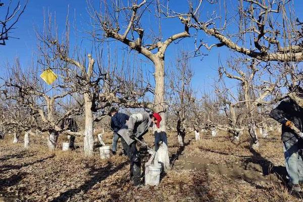苹果、梨越冬伤亡的原因，主要原因是气候异常突变所致