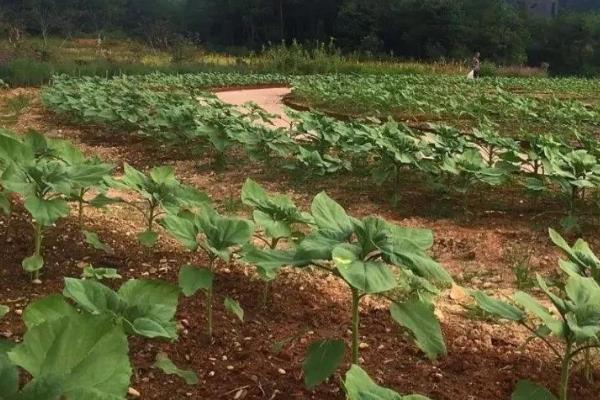 向日葵如何合理施肥，要遵循重施种肥、适期追施的原则