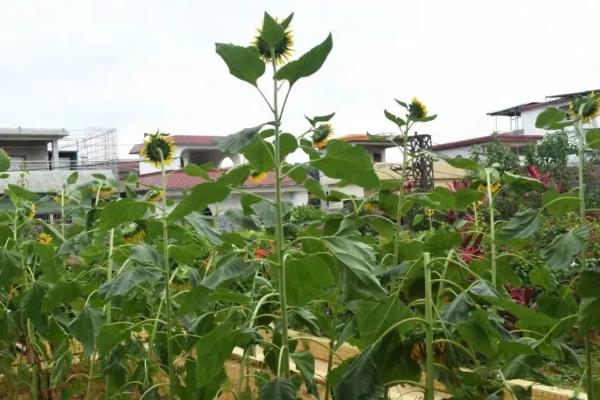 向日葵如何合理施肥，要遵循重施种肥、适期追施的原则