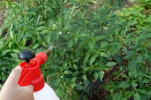 如何避免辣椒卷叶，播种前高锰酸钾浸种5-6小时