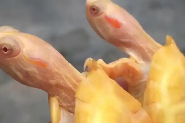 白化巴西龟的养殖方法，不要投喂一些不易消化的食物