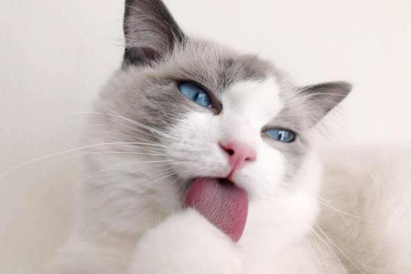 猫身上的跳蚤怎么祛除，可定期使用防治跳蚤的药品