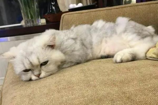 猫身上的跳蚤怎么祛除，可定期使用防治跳蚤的药品