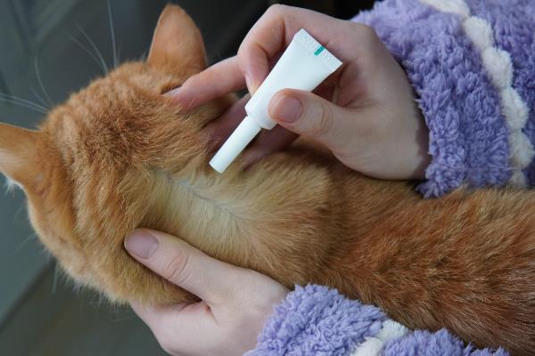 猫身上的跳蚤怎么祛除，可定期使用防治跳蚤的药品