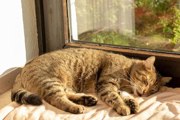 猫身上的跳蚤怎么祛除，可定期使用防治跳蚤的药品