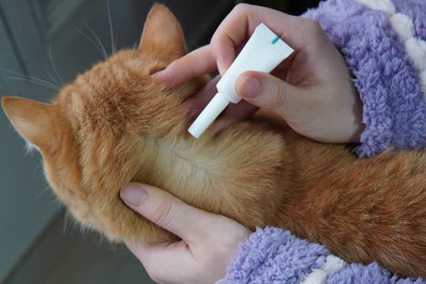 领养宠物猫要注意什么，领养前要做好疾病、寄生虫的检查