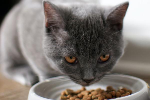 领养宠物猫要注意什么，领养前要做好疾病、寄生虫的检查