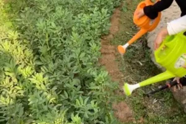 蚕豆的栽培技术要点，每个播种穴可下种2-3粒