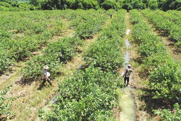 石榴树施肥方法，前期以氮、磷肥料为主