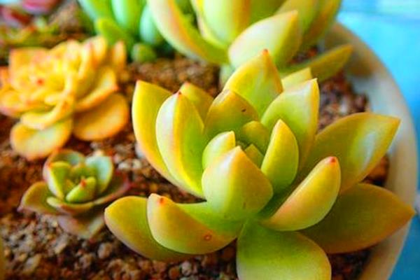 把黄丽养爆盆的方法，生长环境的温度要保持在20℃左右