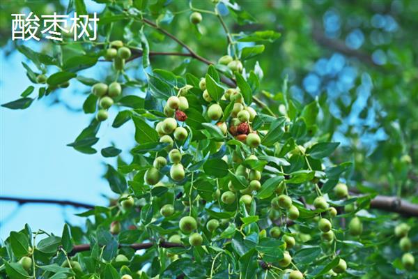 什么植物做篱笆墙合适，可选择木槿、酸枣树等