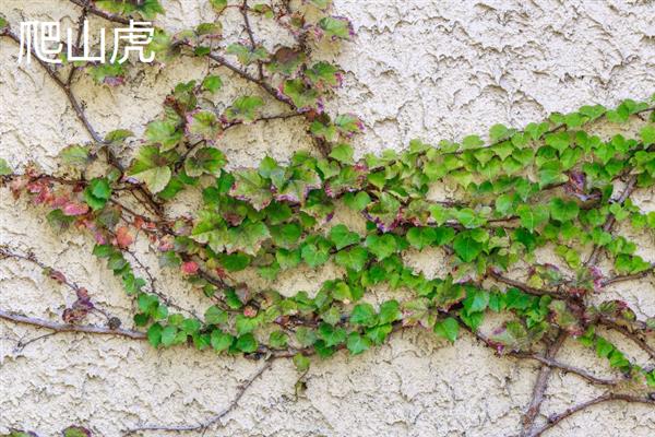 什么植物做篱笆墙合适，可选择木槿、酸枣树等