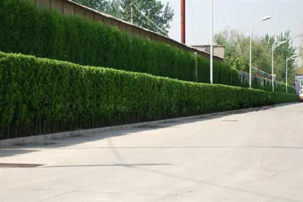 什么植物做篱笆墙合适，可选择木槿、酸枣树等