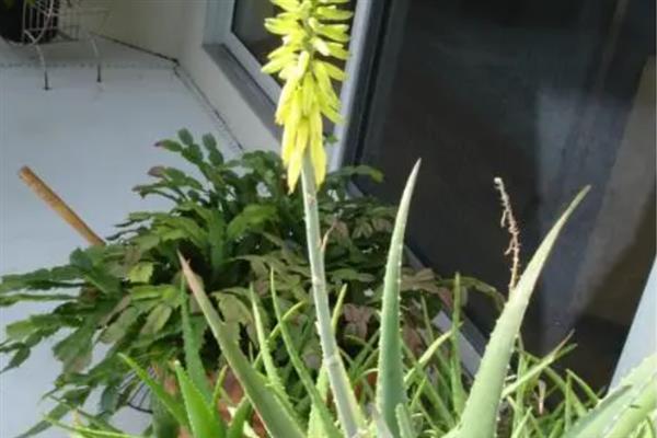 芦荟开花的兆头，非常少见寓意心想事成