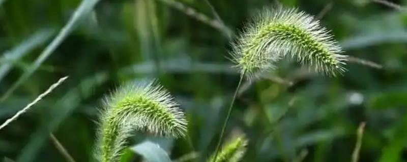 莠子的简介，别名叫做狗尾草