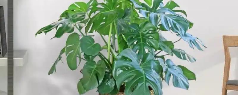 哪些植物可以除甲醛，包含常春藤、龙舌兰、龟背竹等品种
