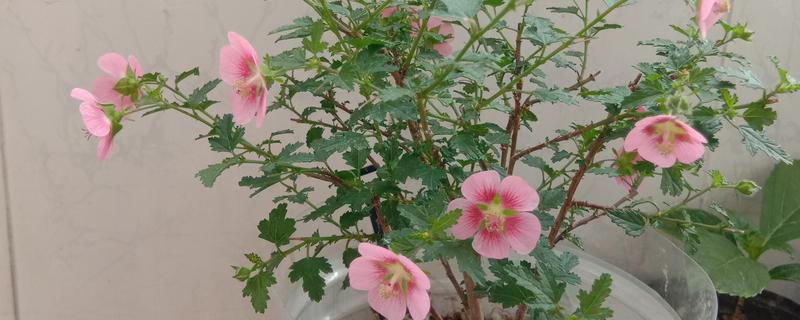 小木槿夏天能不能暴晒，夏季不能暴晒