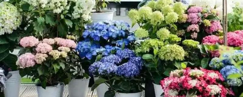绣球花生虫了怎么处理，可用氧化乐果乳油来治疗
