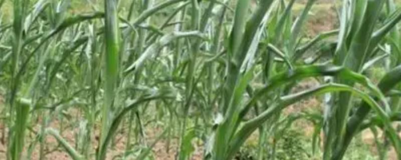 玉米心叶打卷的原因，主要有高温干旱、除草剂施用不当等