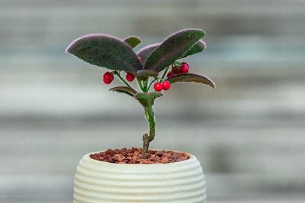 虎舌红的养殖方法，冬季可以每隔2-3天浇一次水
