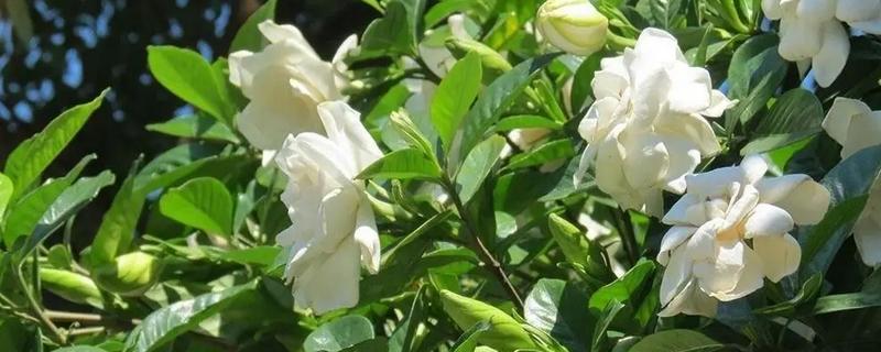 栀子花的花骨朵发黄掉落的原因，施肥不当、土壤板结等因素均会引起