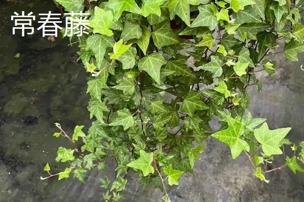 哪些植物可以除甲醛，包含常春藤、龙舌兰、龟背竹等品种