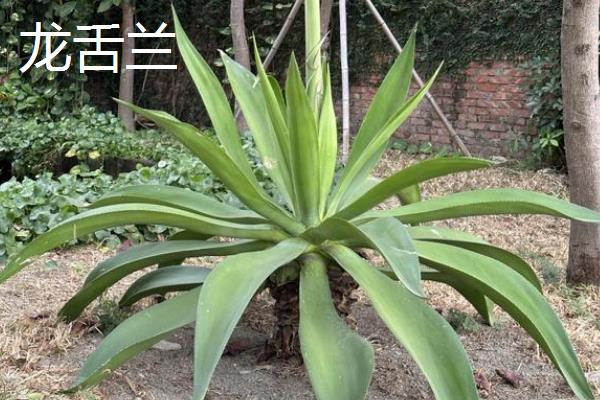 哪些植物可以除甲醛，包含常春藤、龙舌兰、龟背竹等品种