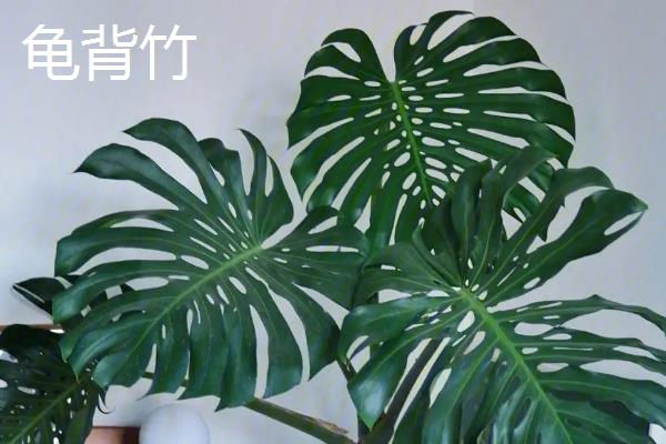 哪些植物可以除甲醛，包含常春藤、龙舌兰、龟背竹等品种