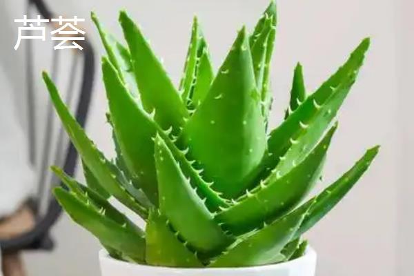 哪些植物可以除甲醛，包含常春藤、龙舌兰、龟背竹等品种