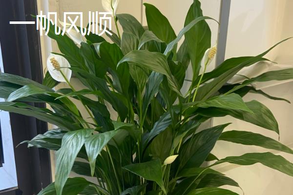 哪些植物可以除甲醛，包含常春藤、龙舌兰、龟背竹等品种