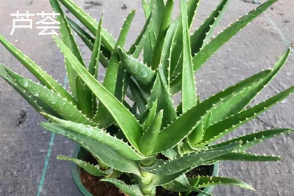 哪些植物可以除甲醛，包含常春藤、龙舌兰、龟背竹等品种