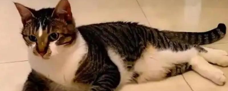 猫咪神经炎有什么症状，患上脑神经炎具有抽搐、摇头、肌肉痉挛等表现