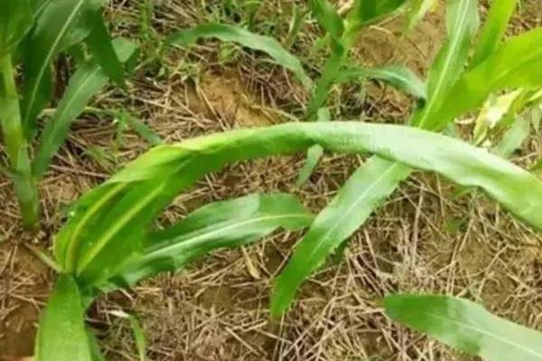 玉米心叶打卷的原因，主要有高温干旱、除草剂施用不当等