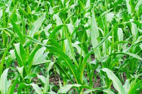 玉米心叶打卷的原因，主要有高温干旱、除草剂施用不当等
