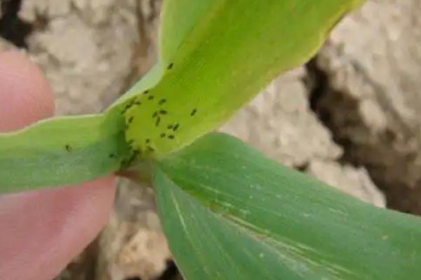 玉米心叶打卷的原因，主要有高温干旱、除草剂施用不当等