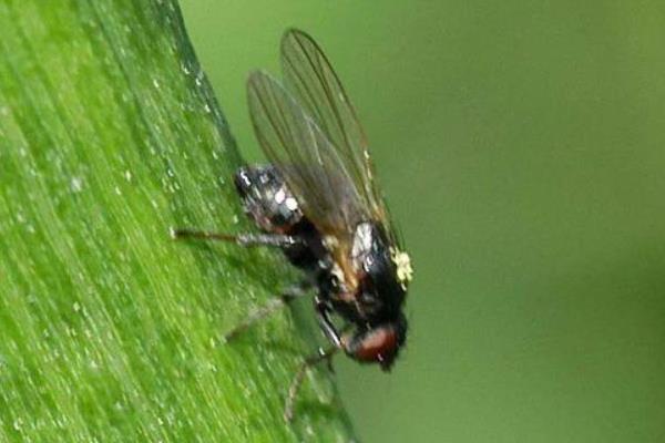 玉米心叶打卷的原因，主要有高温干旱、除草剂施用不当等