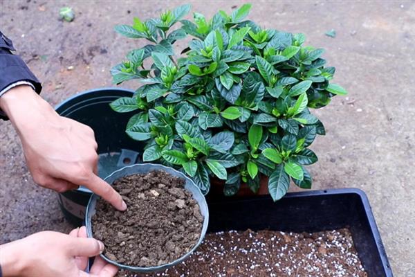 栀子花的花骨朵发黄掉落的原因，施肥不当、土壤板结等因素均会引起